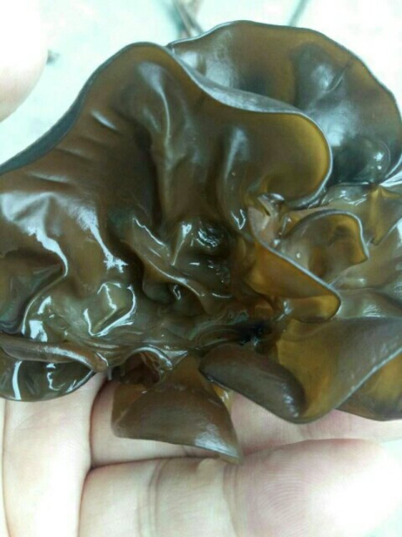 咱老家黑木耳批发/代卖