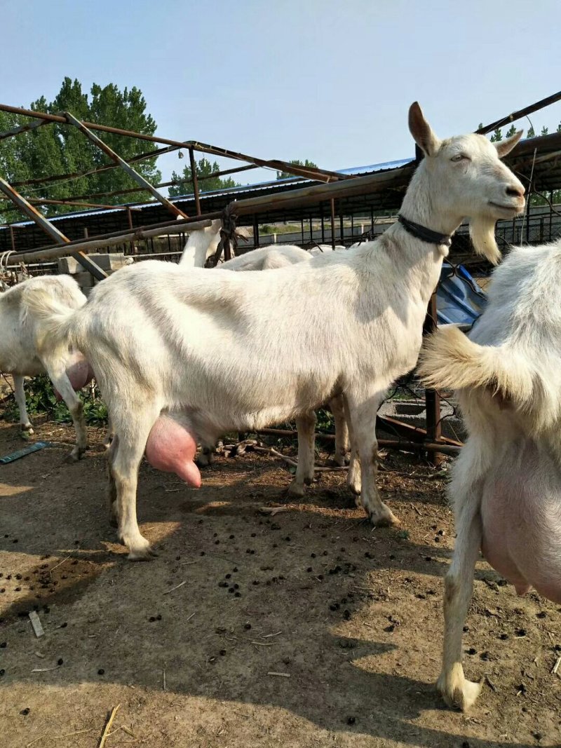 奶山羊种羊怀孕母羊下奶山羊基地货源直发大量出售