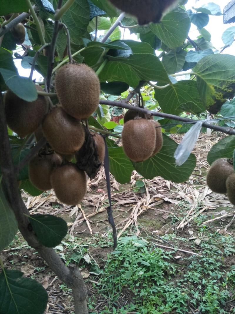 徐香猕猴桃陕西猕猴桃基地大量供应各种优质猕猴桃代发全国