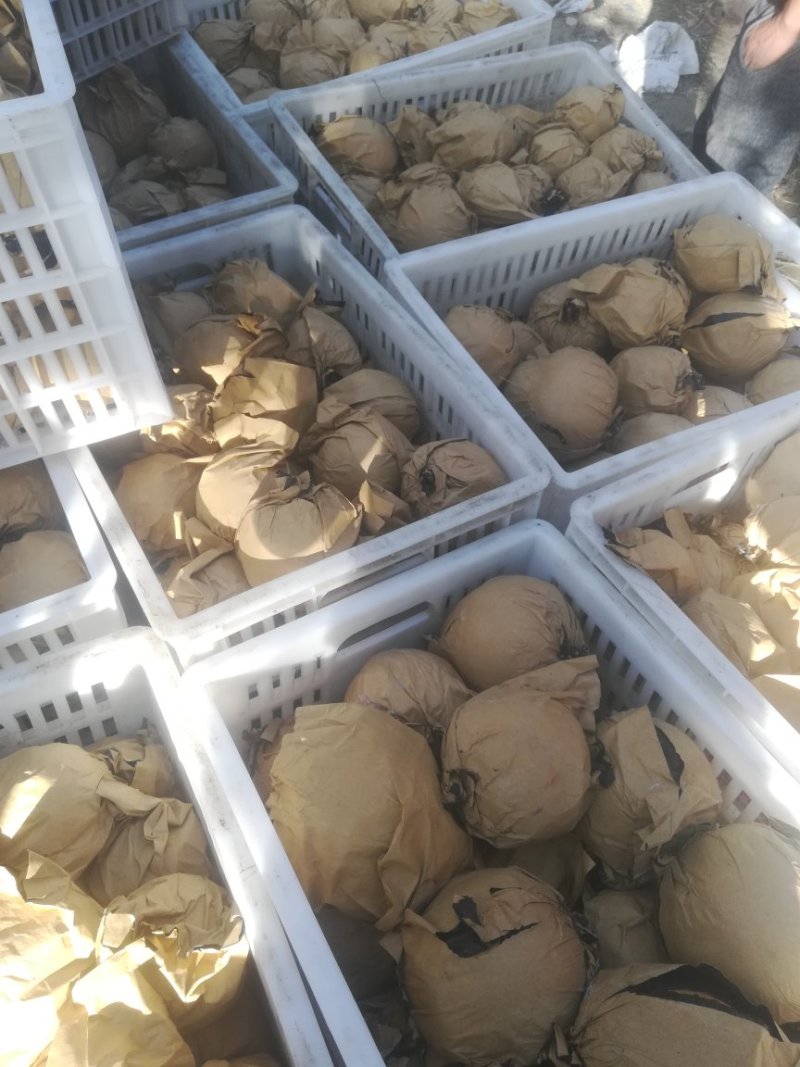 金果梨，秋月梨，晚秋黄梨，黄金梨已上市