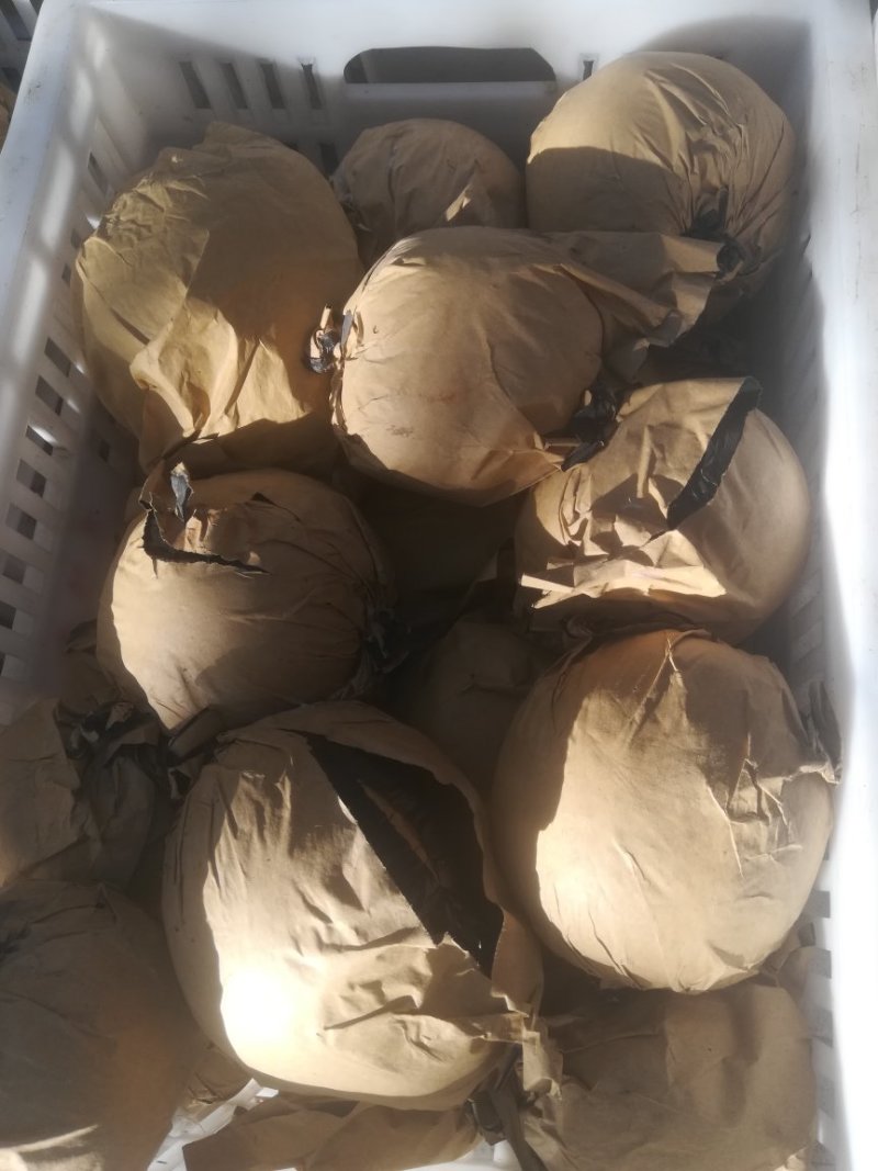 金果梨，秋月梨，晚秋黄梨，黄金梨已上市