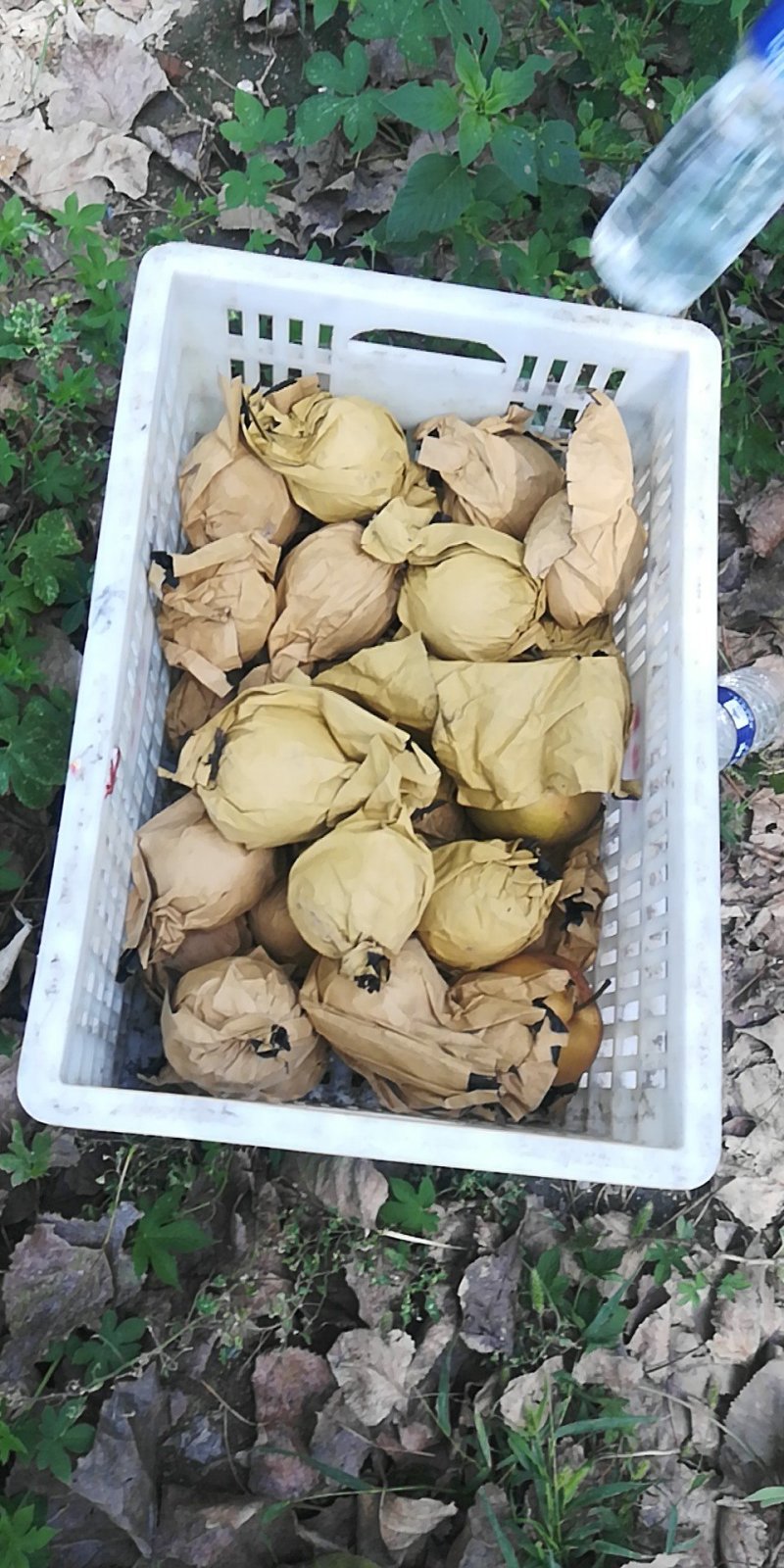 金果梨，秋月梨，晚秋黄梨，黄金梨已上市