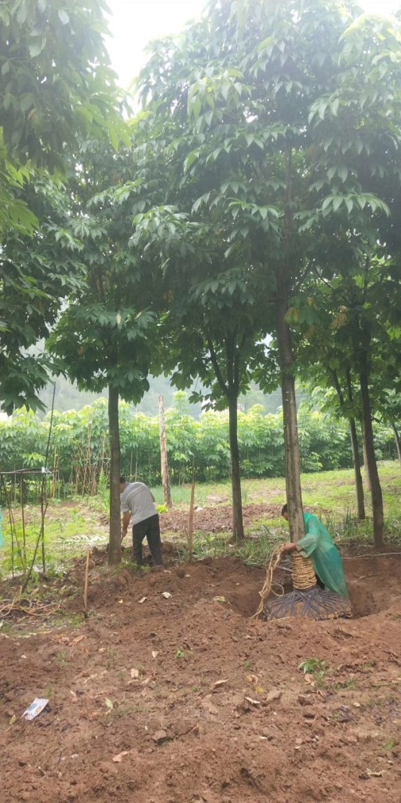河南南阳供应各种规格七叶树，七叶树基地，