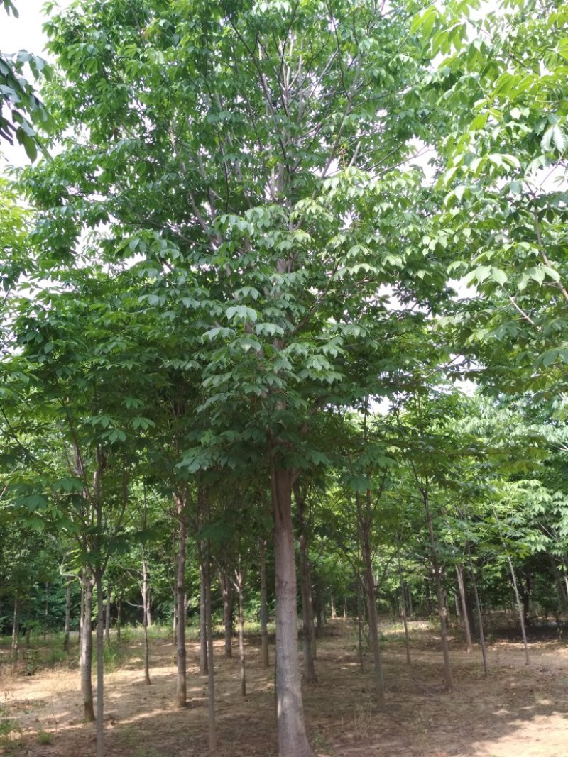 河南南阳供应各种规格七叶树，七叶树基地，