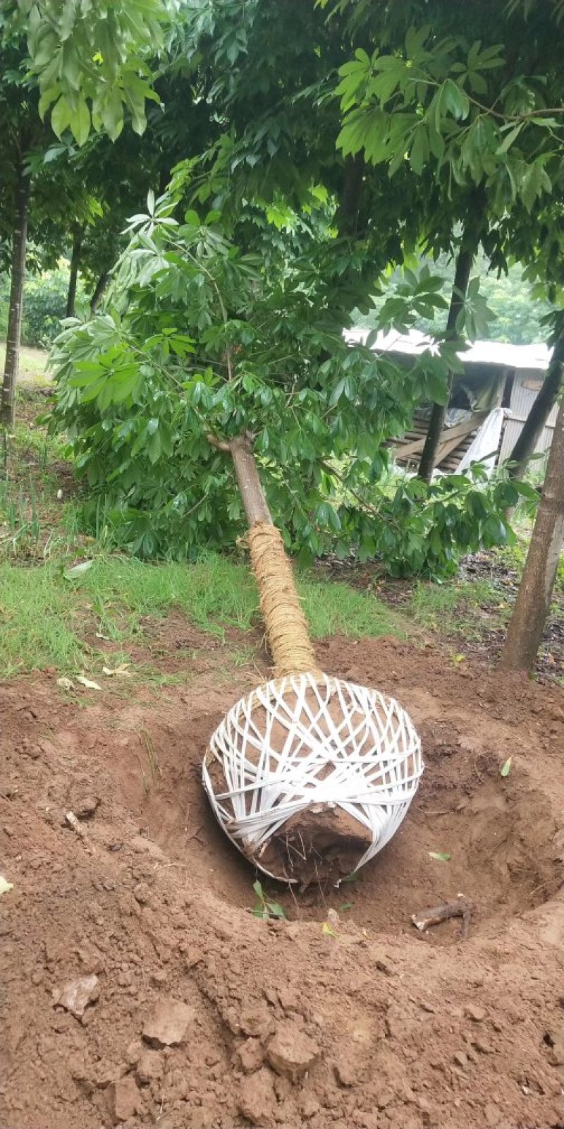 河南南阳供应各种规格七叶树，七叶树基地，