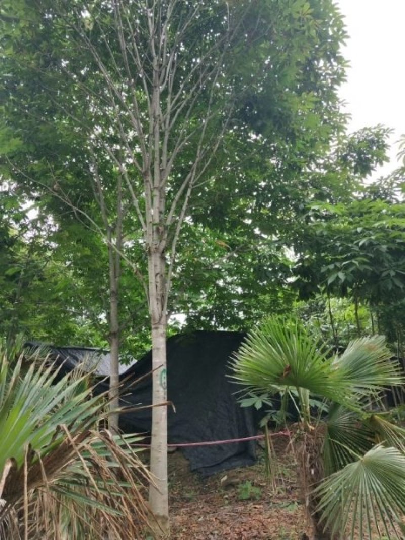 河南南阳供应各种规格七叶树，七叶树基地，