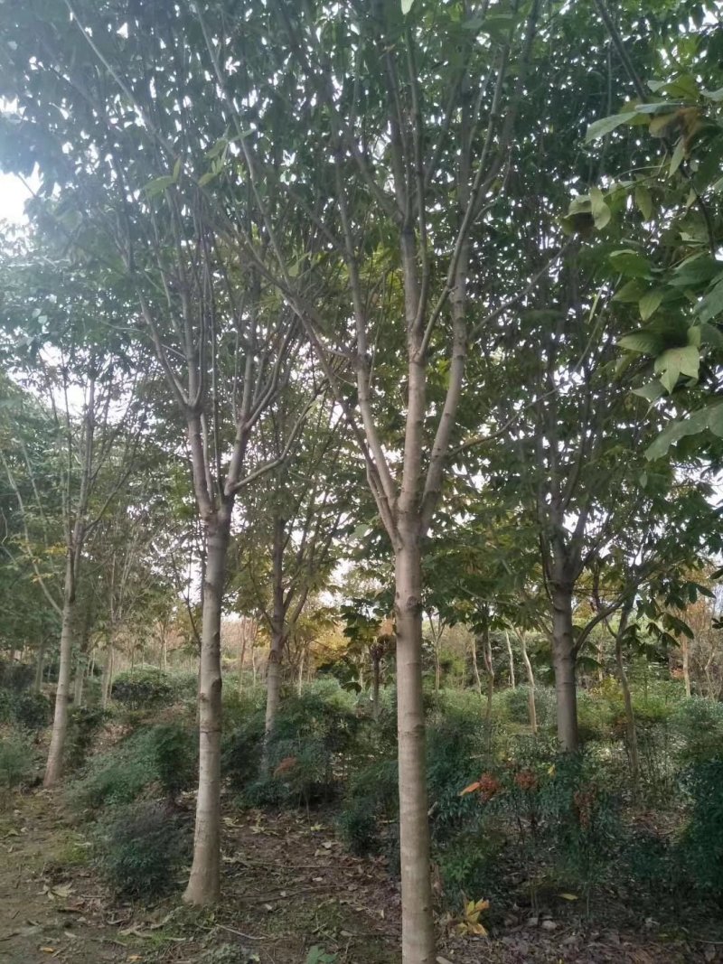 河南南阳供应各种规格七叶树，七叶树基地，