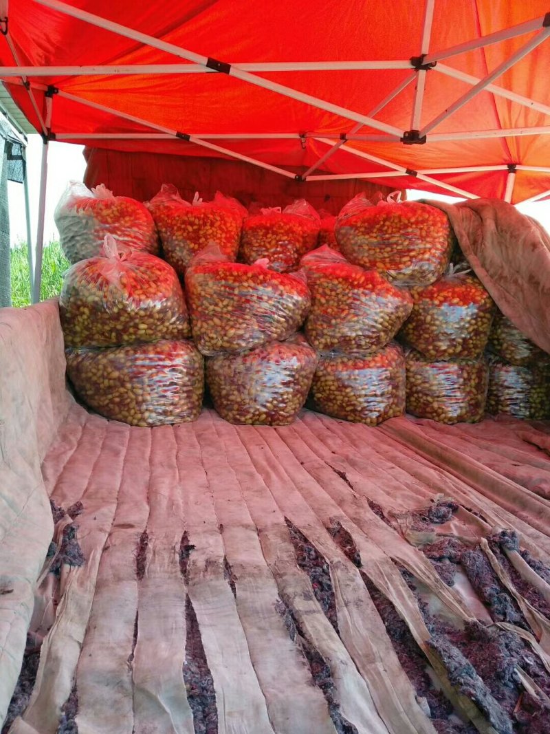马牙枣