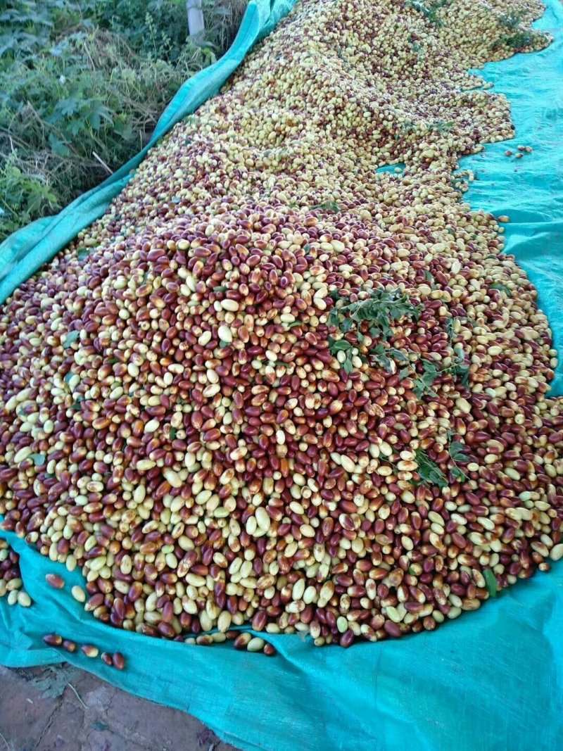 马牙枣