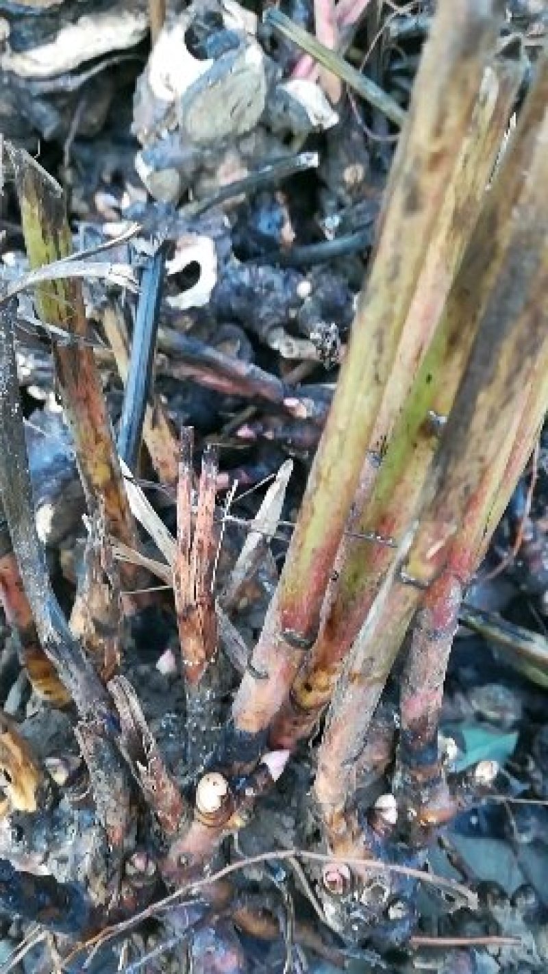 油用牡丹苗，白芍芽，白芷种子，丹参苗，各种地产中药材种子