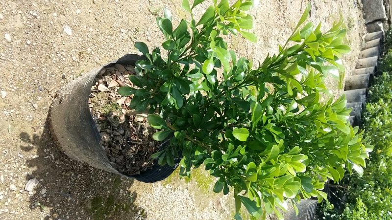 米兰米兰花花开清香，适合绿化，盆栽
