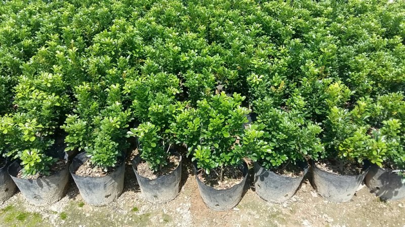米兰米兰花花开清香，适合绿化，盆栽