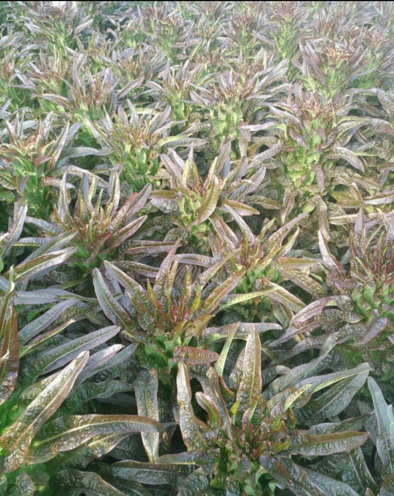 莴笋苗抗热莴笋苗红尖叶莴笋苗三青莴笋苗，冬季抗寒