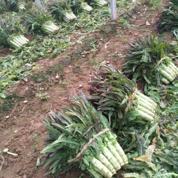 莴笋苗抗热莴笋苗红尖叶莴笋苗三青莴笋苗,冬季抗寒