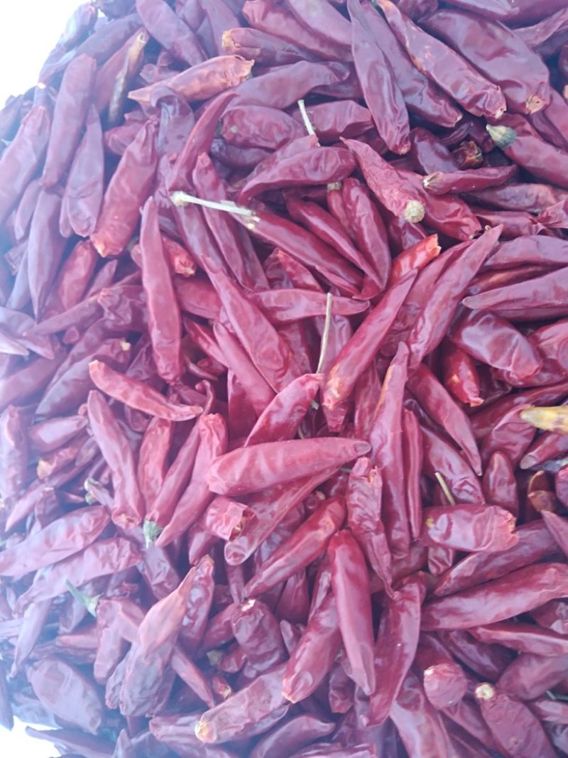 干辣椒，三樱椒，子弹头，红太阳，北科，娇哈哈，印度s17