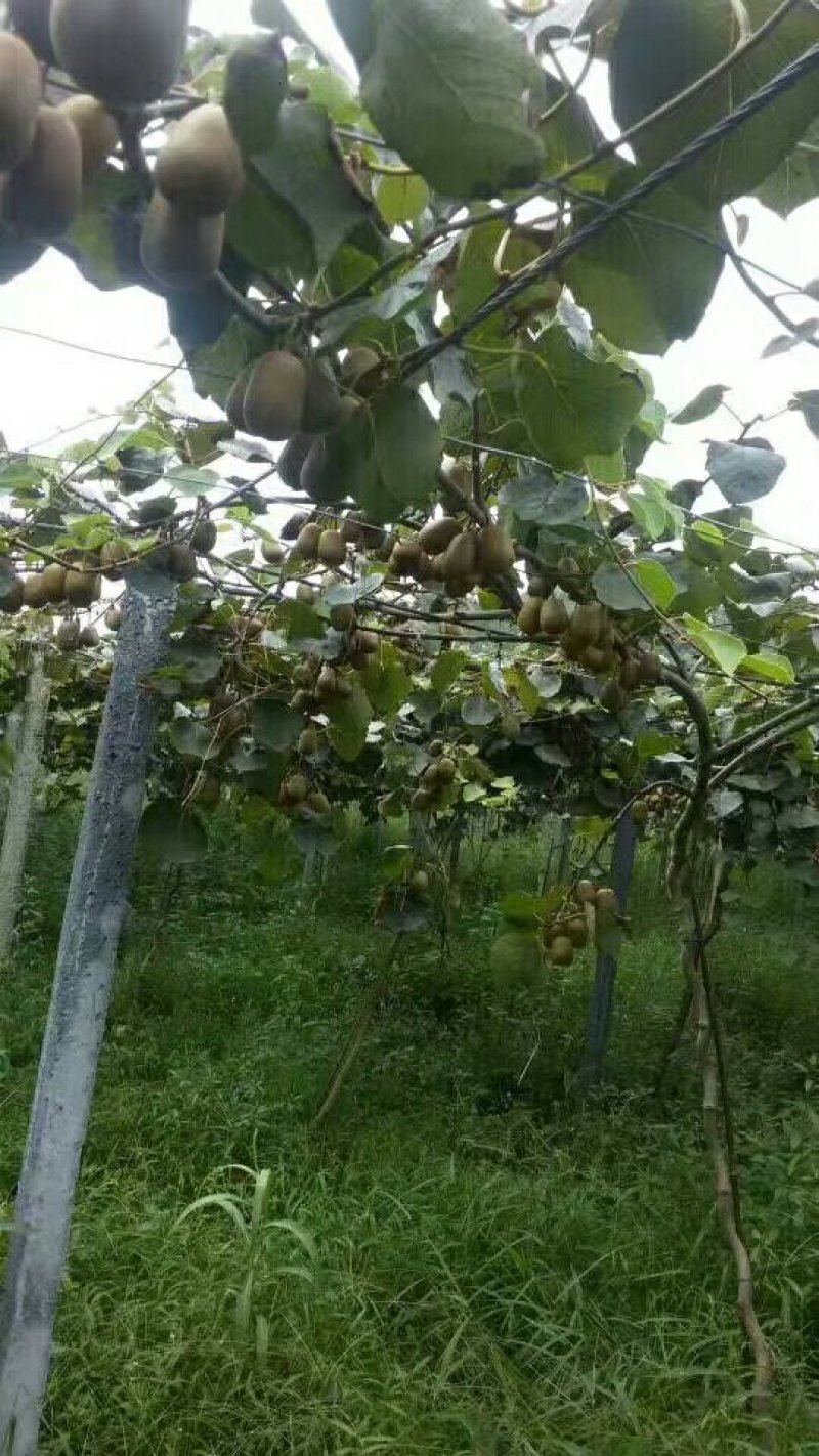红心猕猴桃