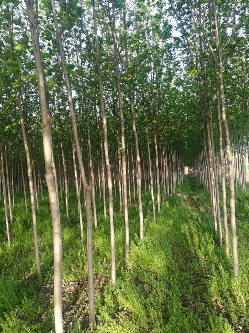 美国红枫,秋火焰风景树苗木绿化树