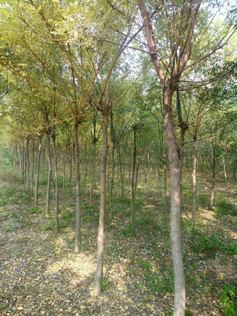 国槐1米以下6~8cm4cm以下