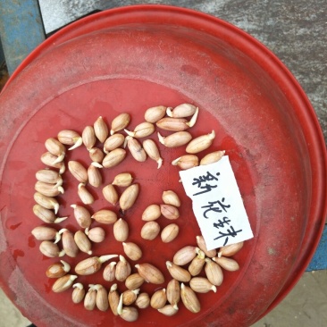 鲁花八号手剥花生米子