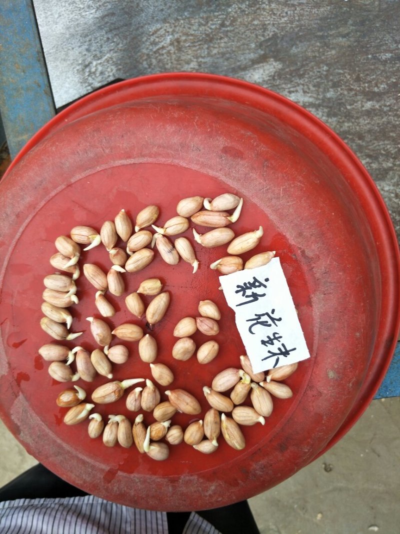 鲁花八号手剥花生米子