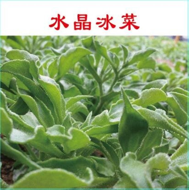进口冰草种子2克袋装～入口即化，易种好管理