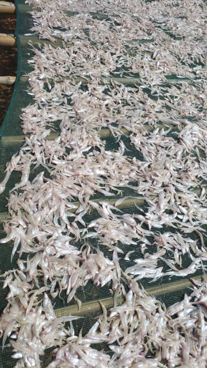 微山湖水产品干货批发商行