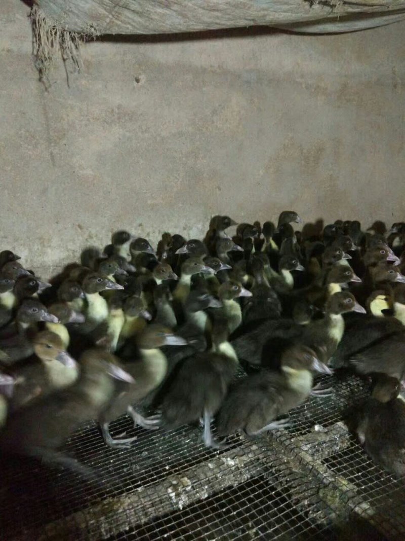 鹅鸭