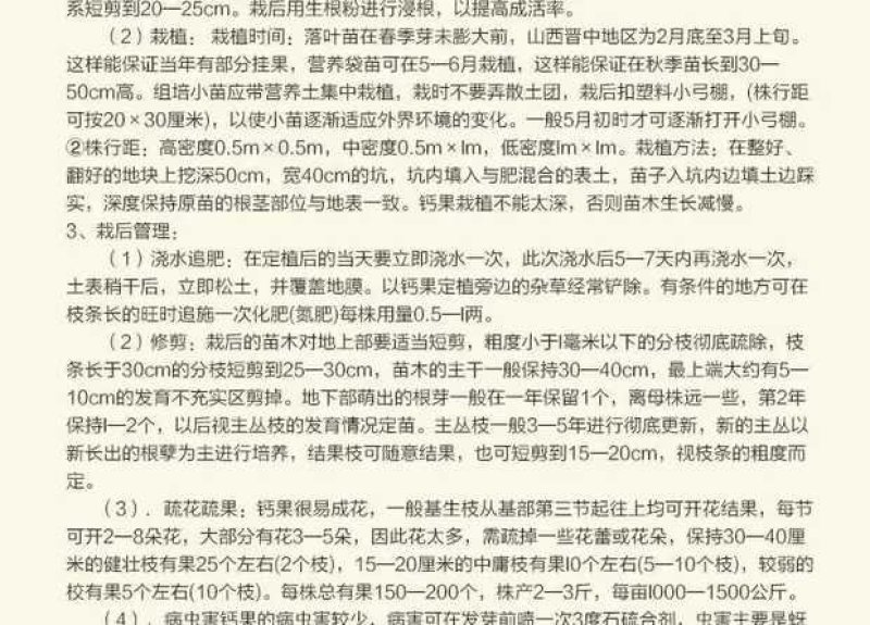 农大三年钙果苗，保湿邮寄，48小时发货量大从优