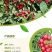 农大三年钙果苗，保湿邮寄，48小时发货量大从优