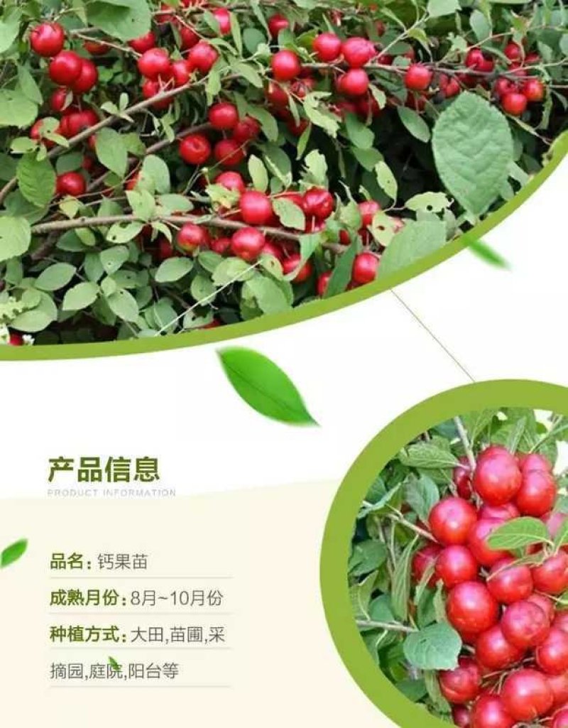 农大三年钙果苗，保湿邮寄，48小时发货量大从优