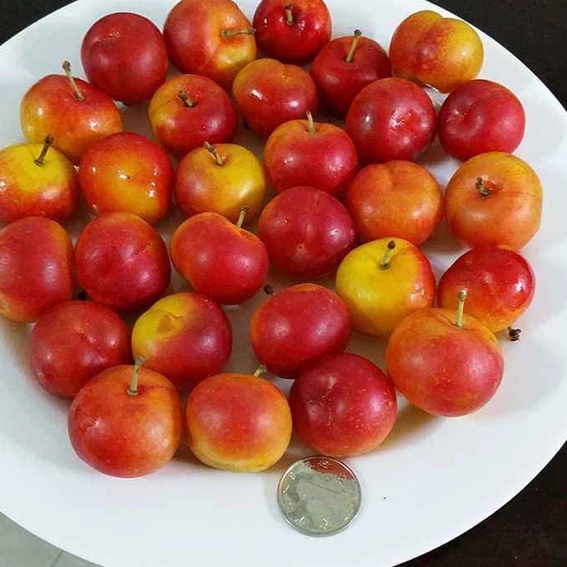 农大三年钙果苗，保湿邮寄，48小时发货量大从优
