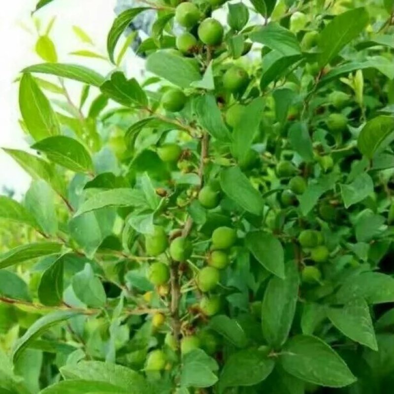 农大三年钙果苗，保湿邮寄，48小时发货量大从优