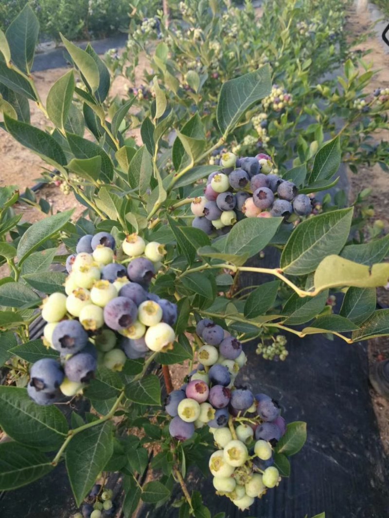 基地直销三年组培蓝莓杯苗薄雾，优瑞卡，h5，珠宝等