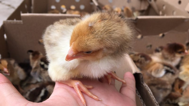 k9肉鸡苗