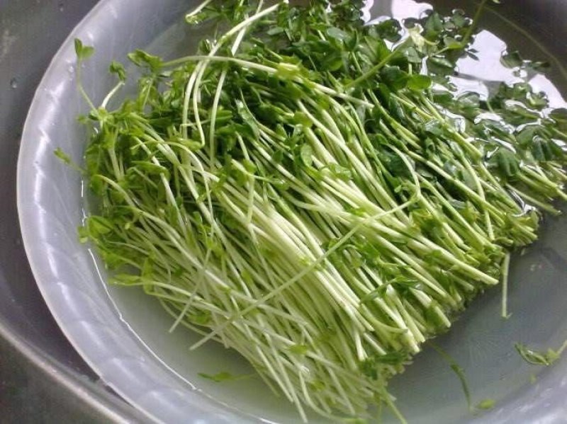 厂家直销全自动DY_500豆芽机
