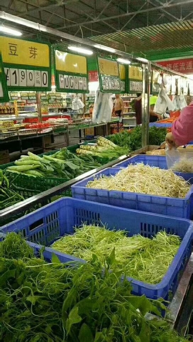 厂家直销全自动DY_500豆芽机