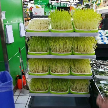 厂家直销全自动DY_500豆芽机