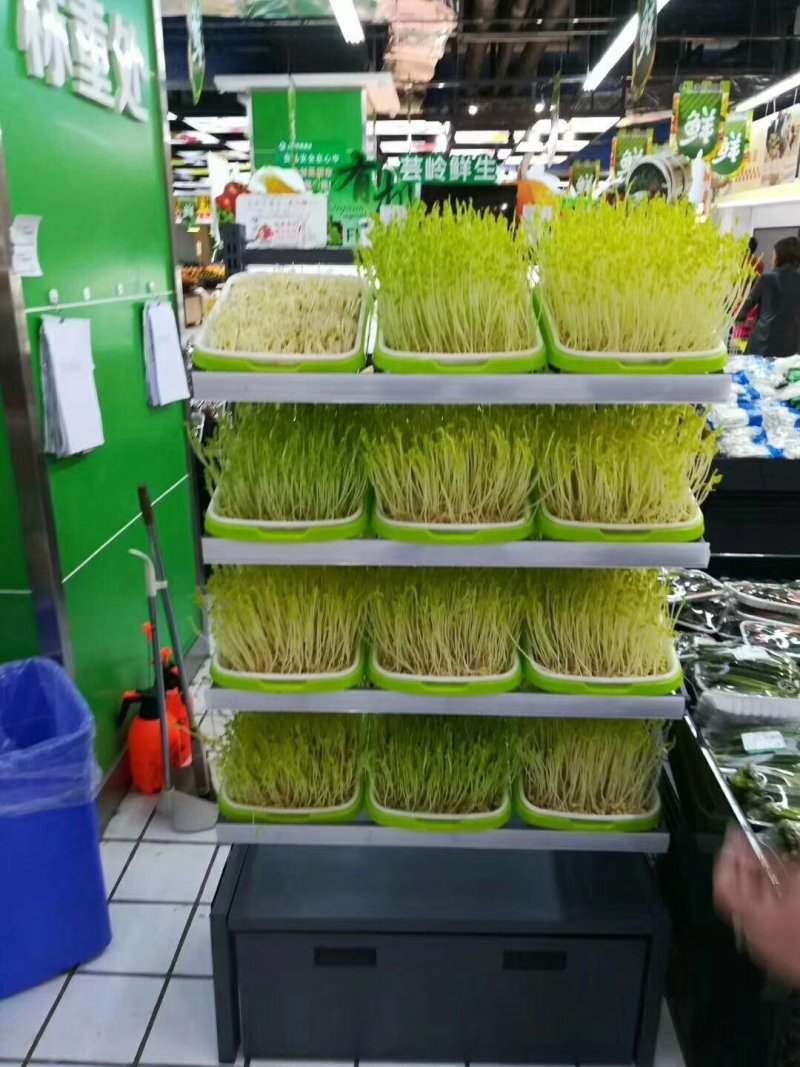 厂家直销全自动DY_500豆芽机