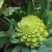 特色花菜～宝塔菜花种子进口优质杂交种子