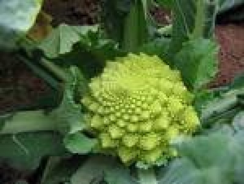 特色花菜～宝塔菜花种子进口优质杂交种子