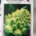 特色花菜～宝塔菜花种子进口优质杂交种子