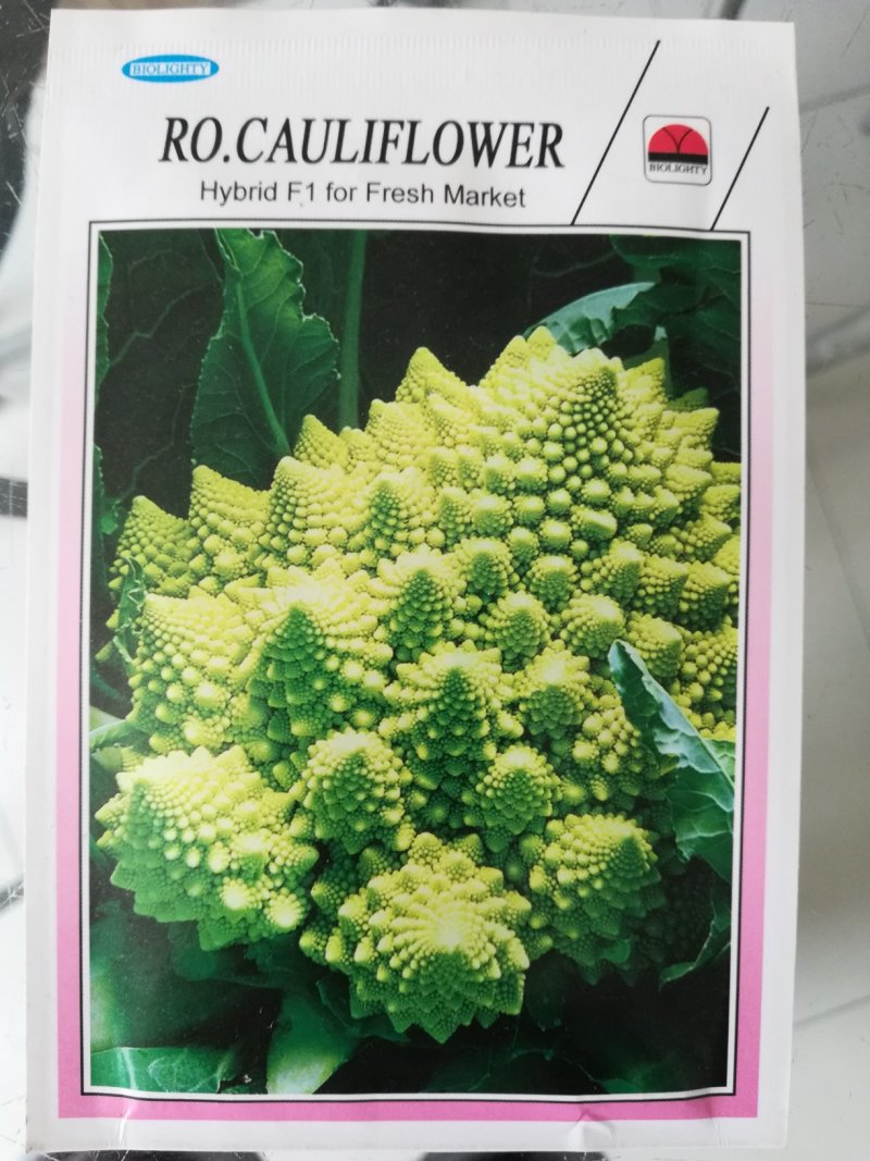 特色花菜～宝塔菜花种子进口优质杂交种子