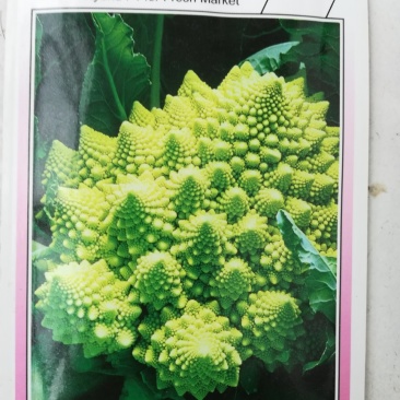 特色花菜～宝塔菜花种子进口优质杂交种子