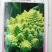 特色花菜～宝塔菜花种子进口优质杂交种子
