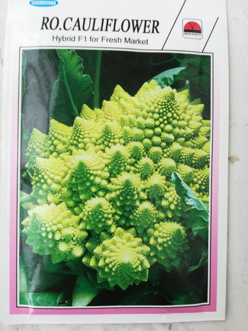 特色花菜～宝塔菜花种子进口优质杂交种子