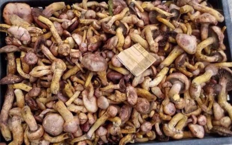 野生有机肉蘑出售