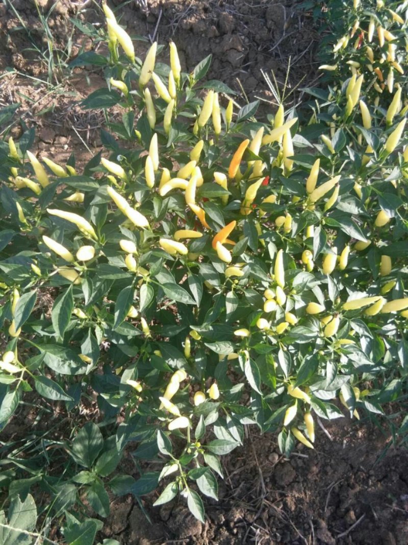 小米椒