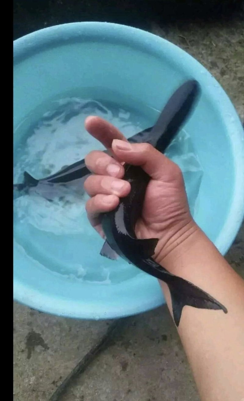 鱼苗，草鱼苗等各种鱼苗