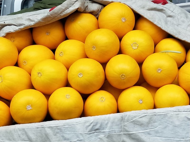 专业代收久红瑞黄皮香瓜，种植面积大产地直供，诚信代办，