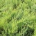 沙地柏苗盆装沙地柏小苗30-90厘米高